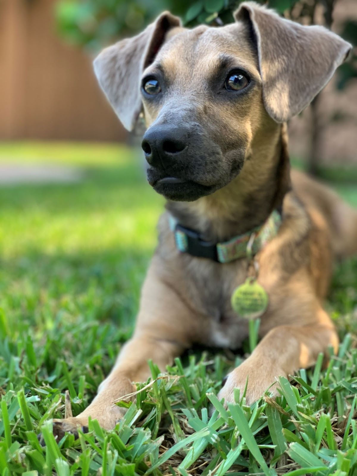 Dog Friendly Realtor #22, original article photo 1