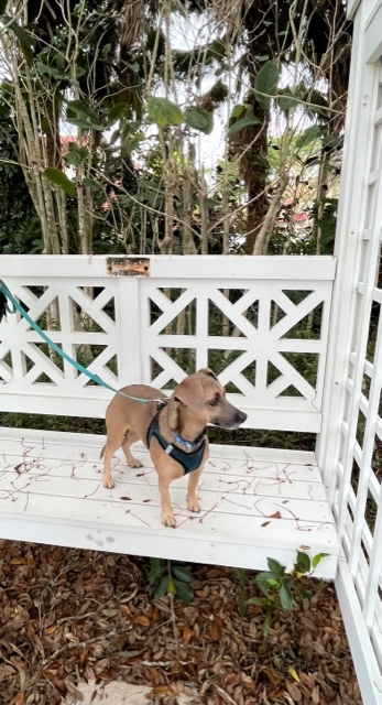 Dog Friendly Realtor PBC #15, original article photo 1