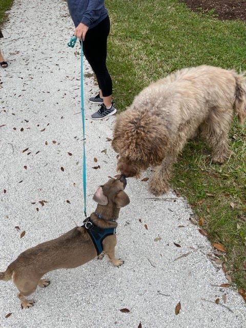 Dog Friendly Realtor PBC #15, original article photo 4