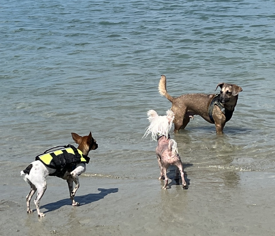 Dog Friendly Realtor PBC #16, original article photo 2