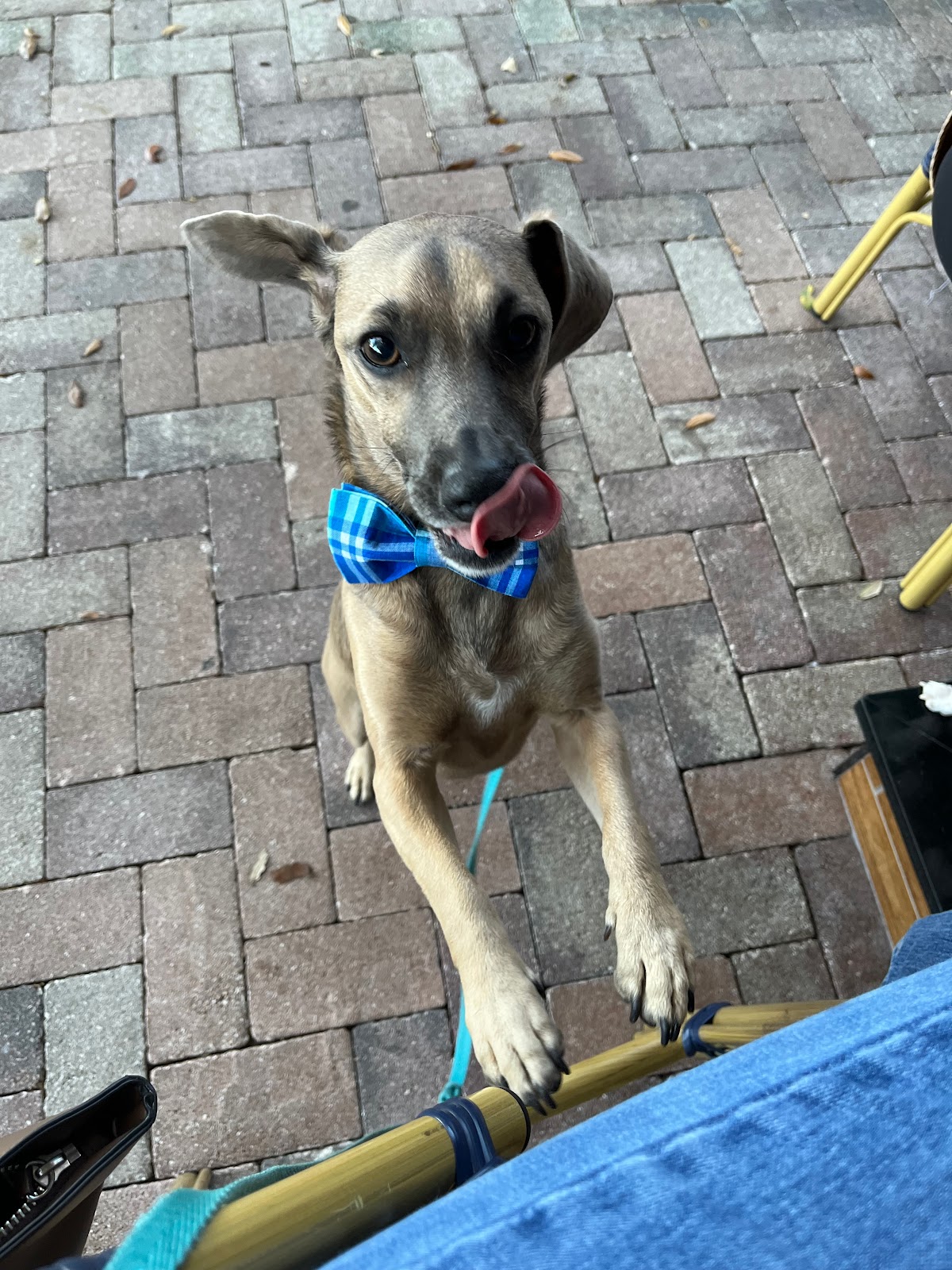 Dog Friendly Realtor PBC #18, original article photo 1