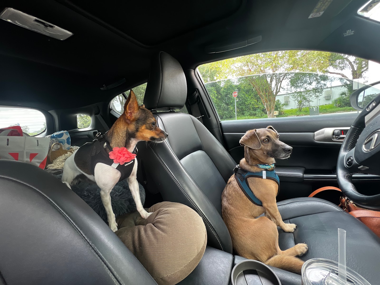 Dog Friendly Realtor PBC #19 - Road Trip!, original article photo 2