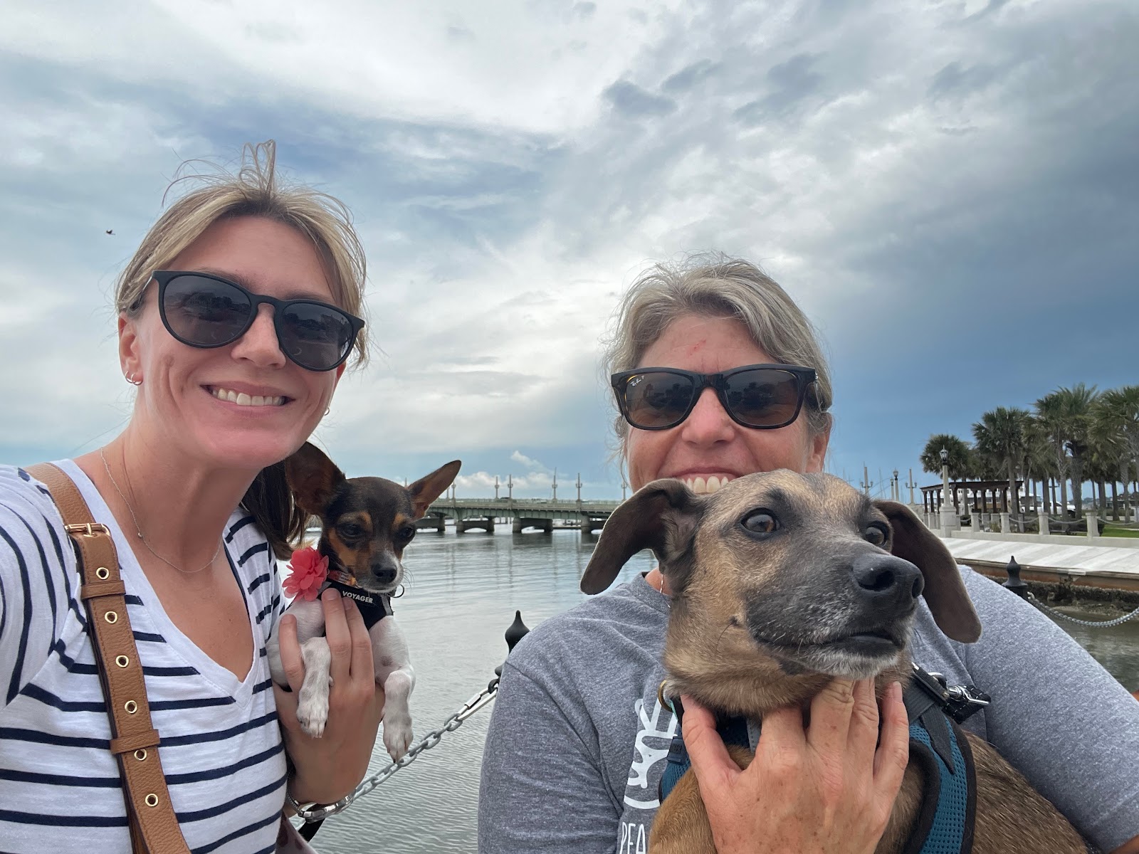Dog Friendly Realtor PBC #19 - Road Trip!, original article photo 3
