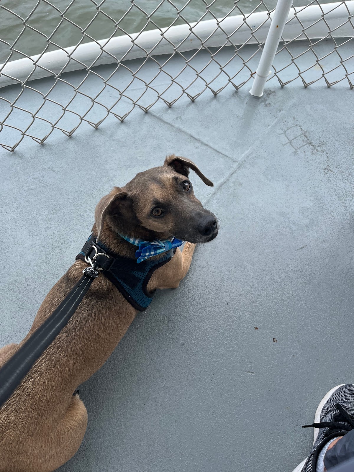 Dog Friendly Realtor PBC #19 - Road Trip!, original article photo 5