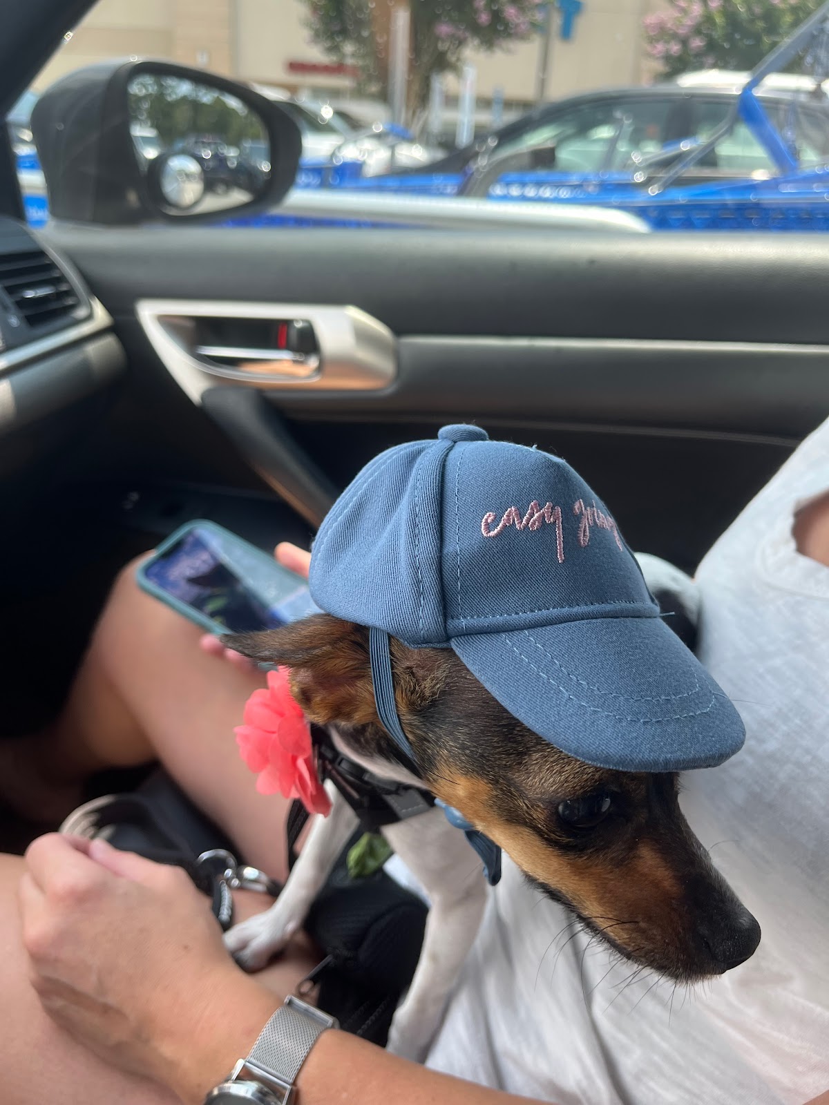 Dog Friendly Realtor PBC #19 - Road Trip!, original article photo 12