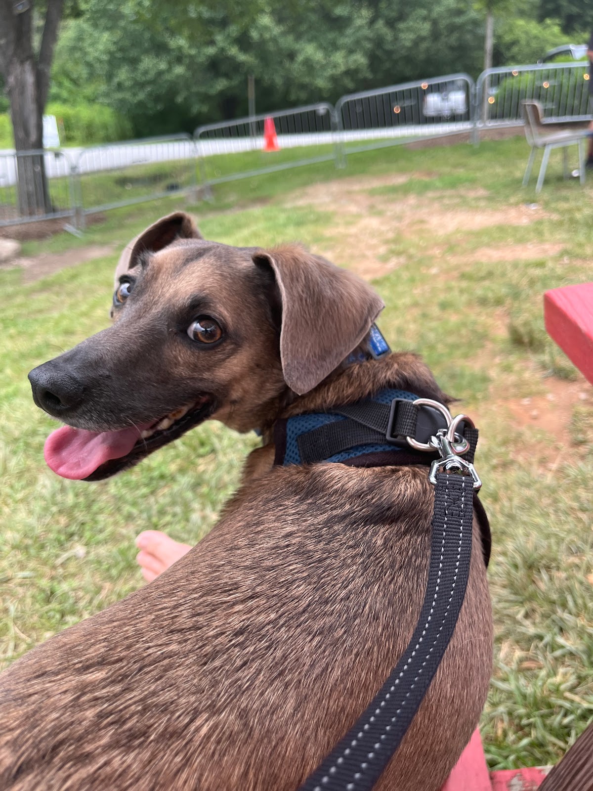 Dog Friendly Realtor PBC #19 - Road Trip!, original article photo 13