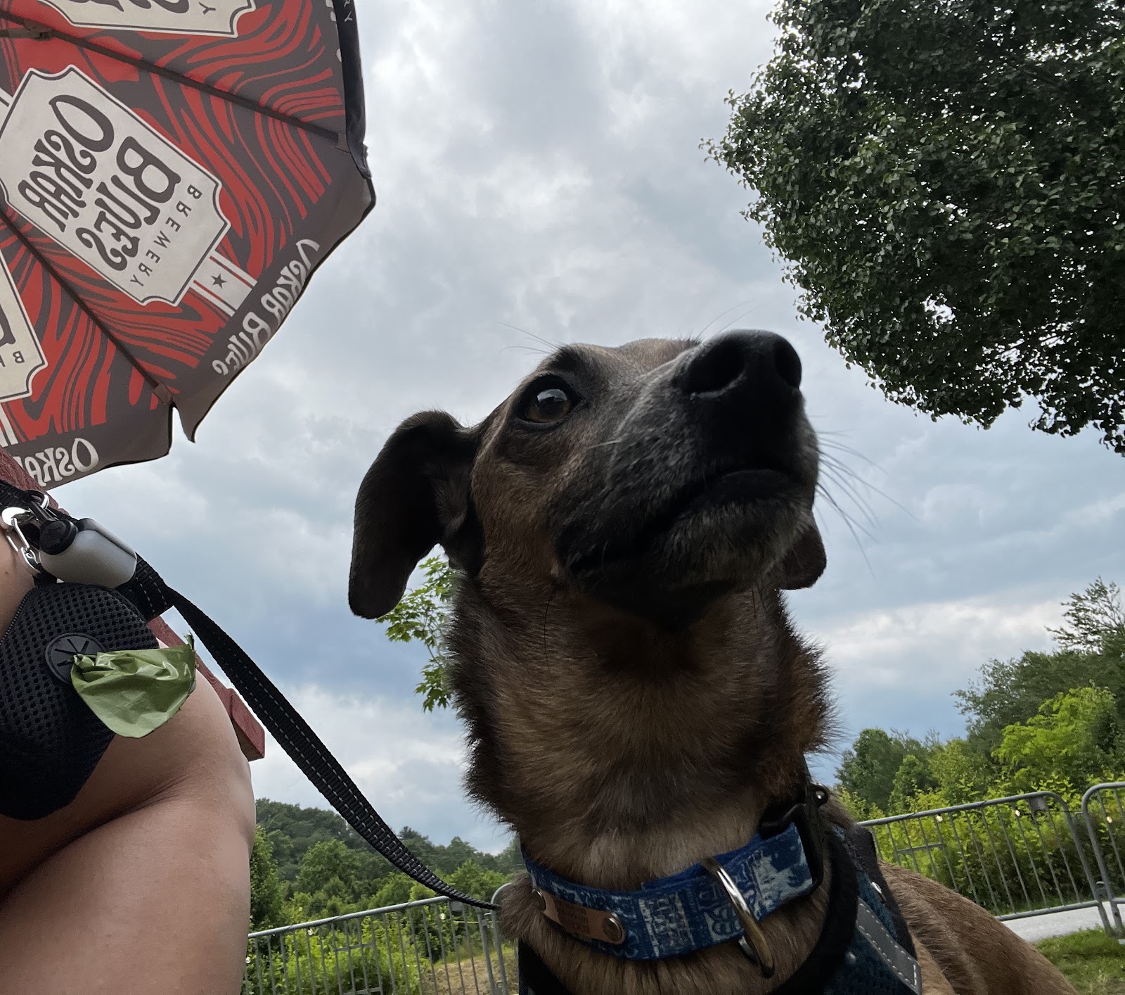 Dog Friendly Realtor PBC #19 - Road Trip!, original article photo 14