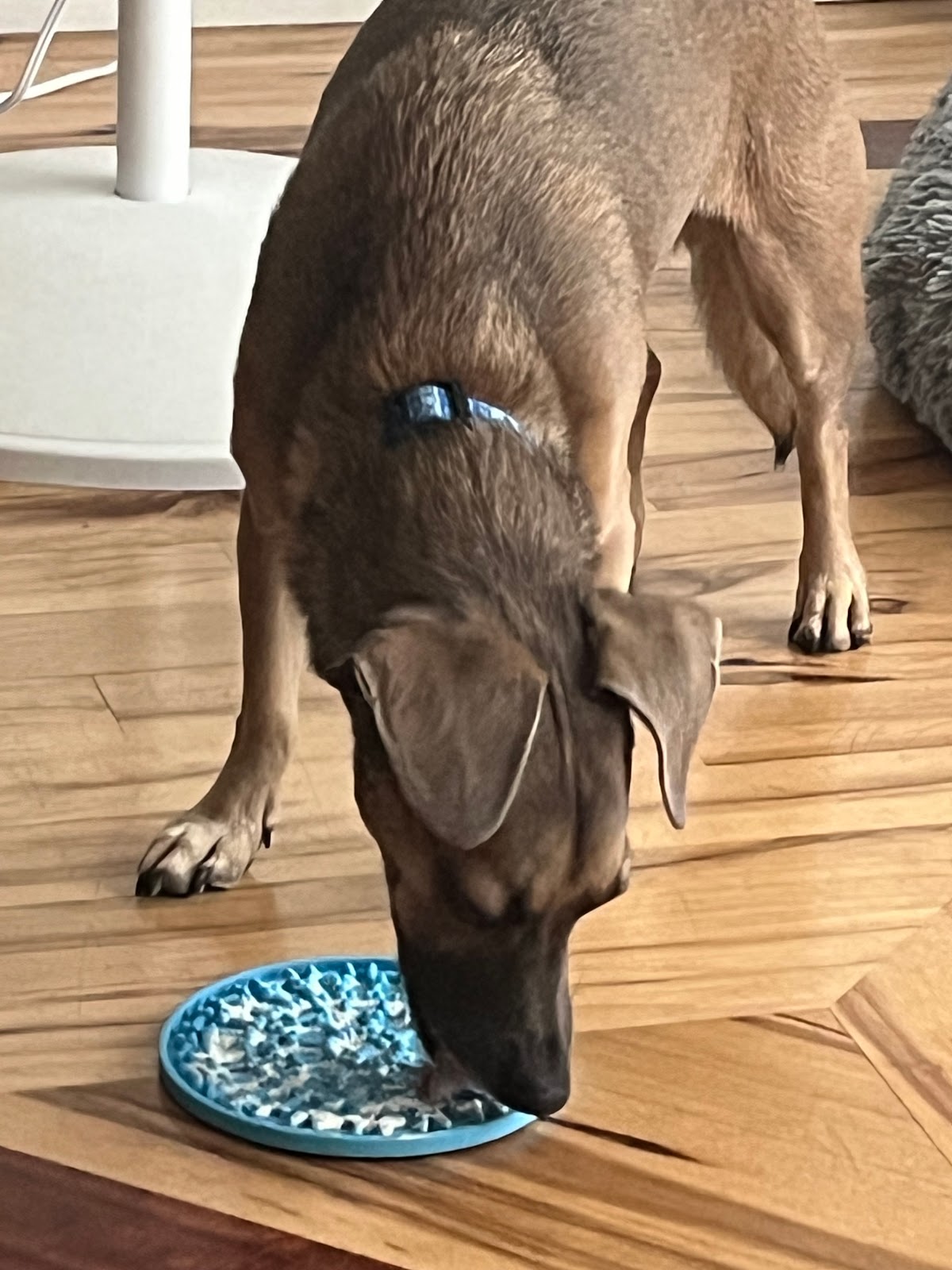 Dog Friendly Realtor PBC #20, original article photo 1