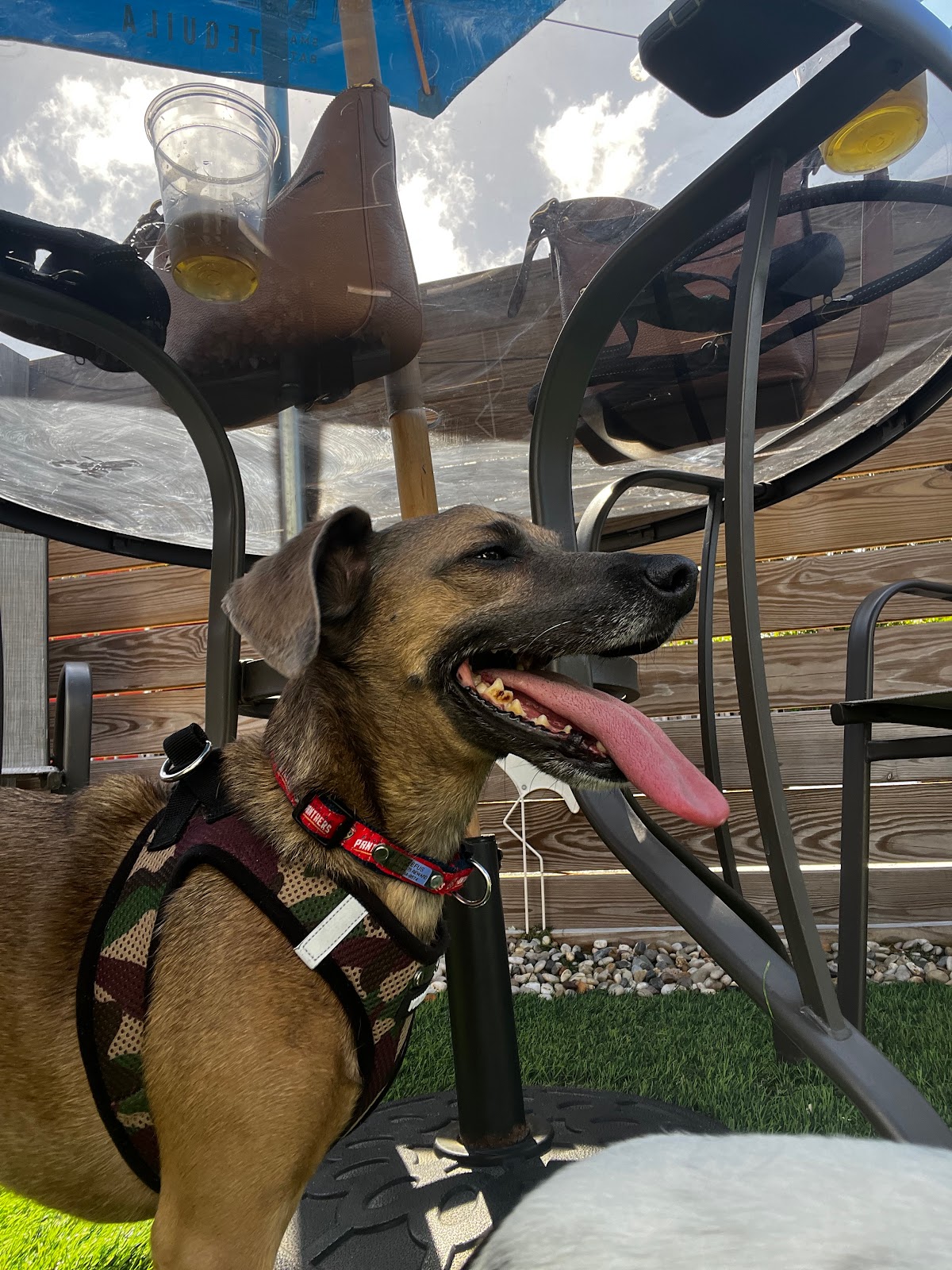 Dog Friendly Realtor PBC #21, original article photo 2