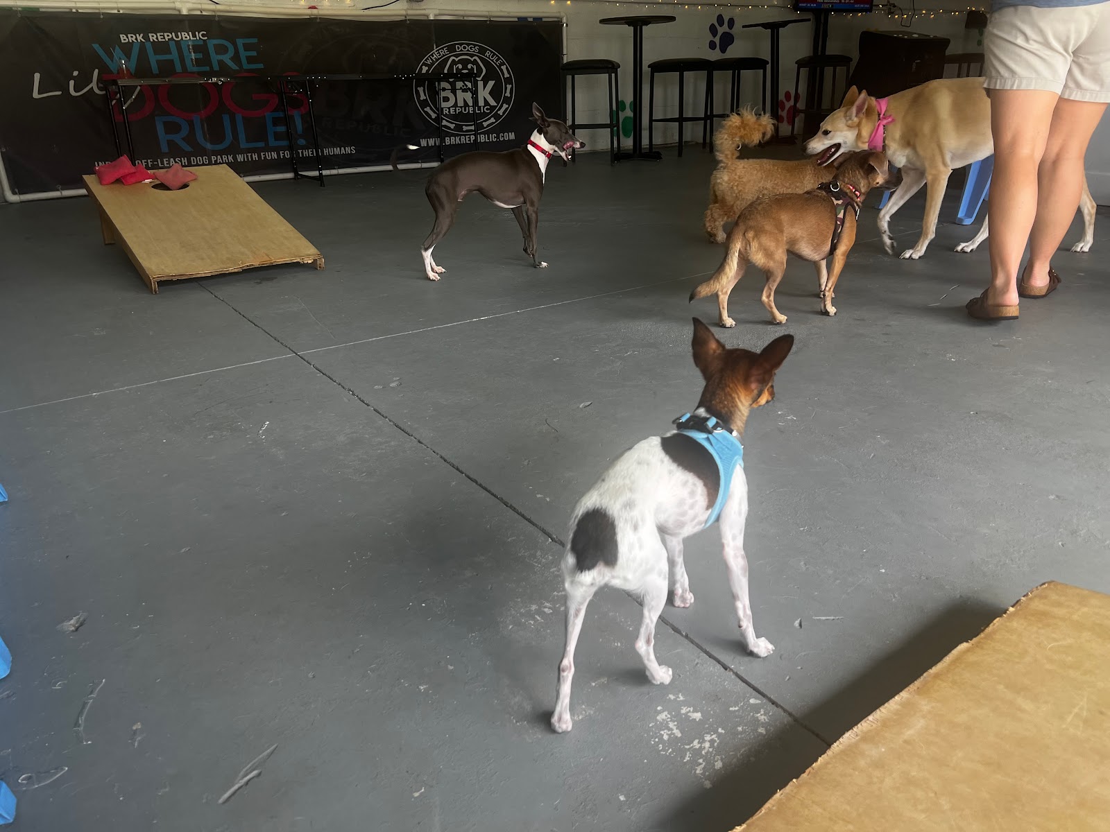 Dog Friendly Realtor PBC #21, original article photo 3