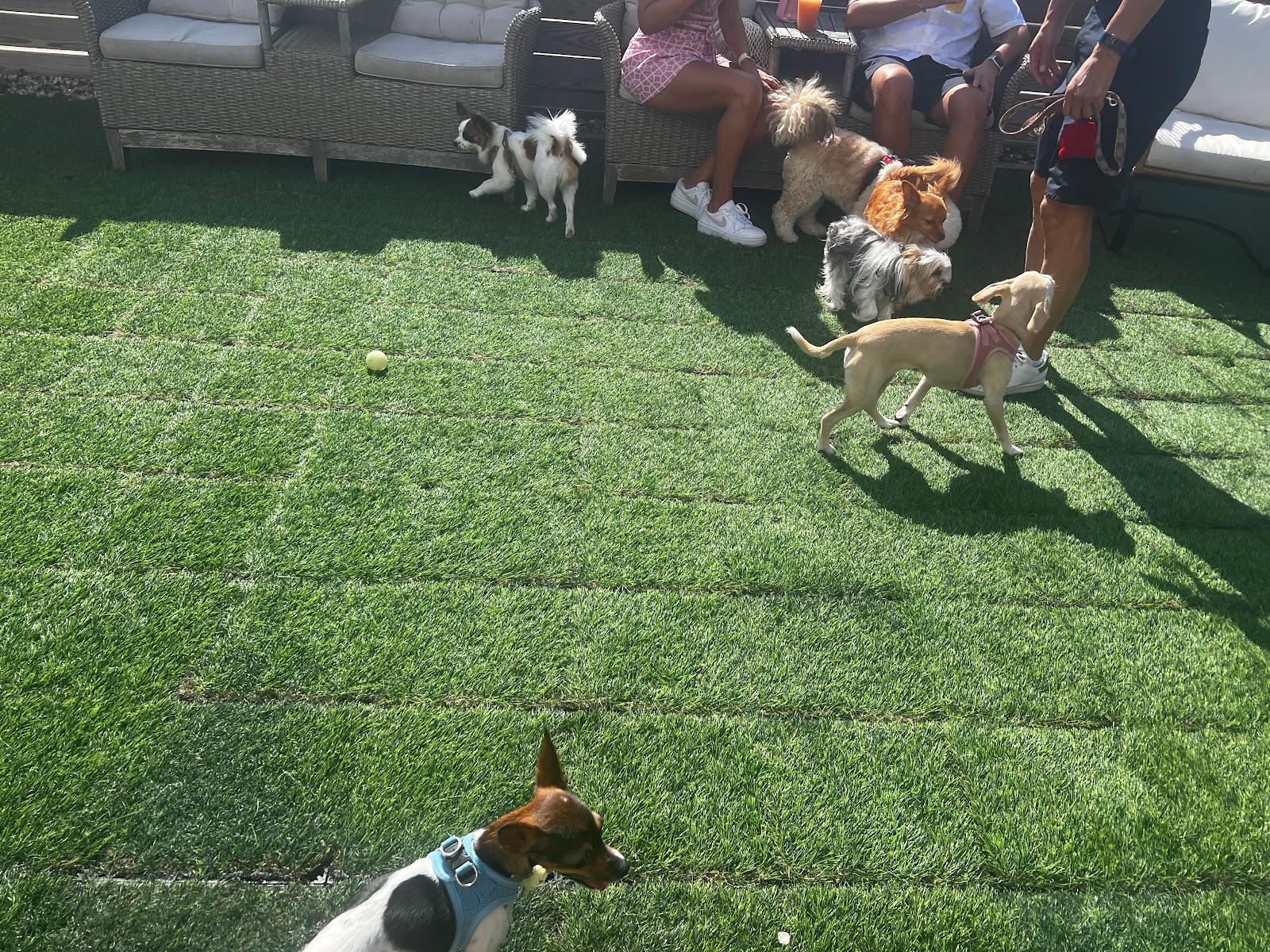 Dog Friendly Realtor PBC #21, original article photo 4