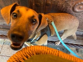 Dog Friendly realtor PBC #11, original article photo 1