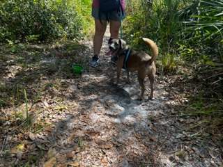 Dog Friendly Realtor PBC #12, original article photo 1