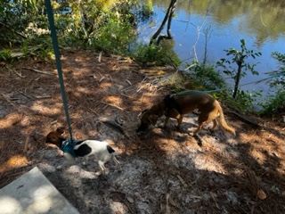 Dog Friendly Realtor PBC #12, original article photo 2