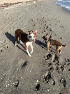 Dog Friendly Realtor PBC #14, original article photo 1