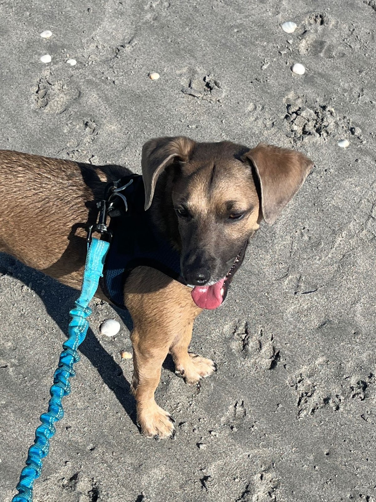 Dog Friendly Realtor PBC #2, original article photo 1