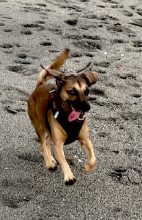 Dog Friendly Realtor PBC #2, original article photo 2