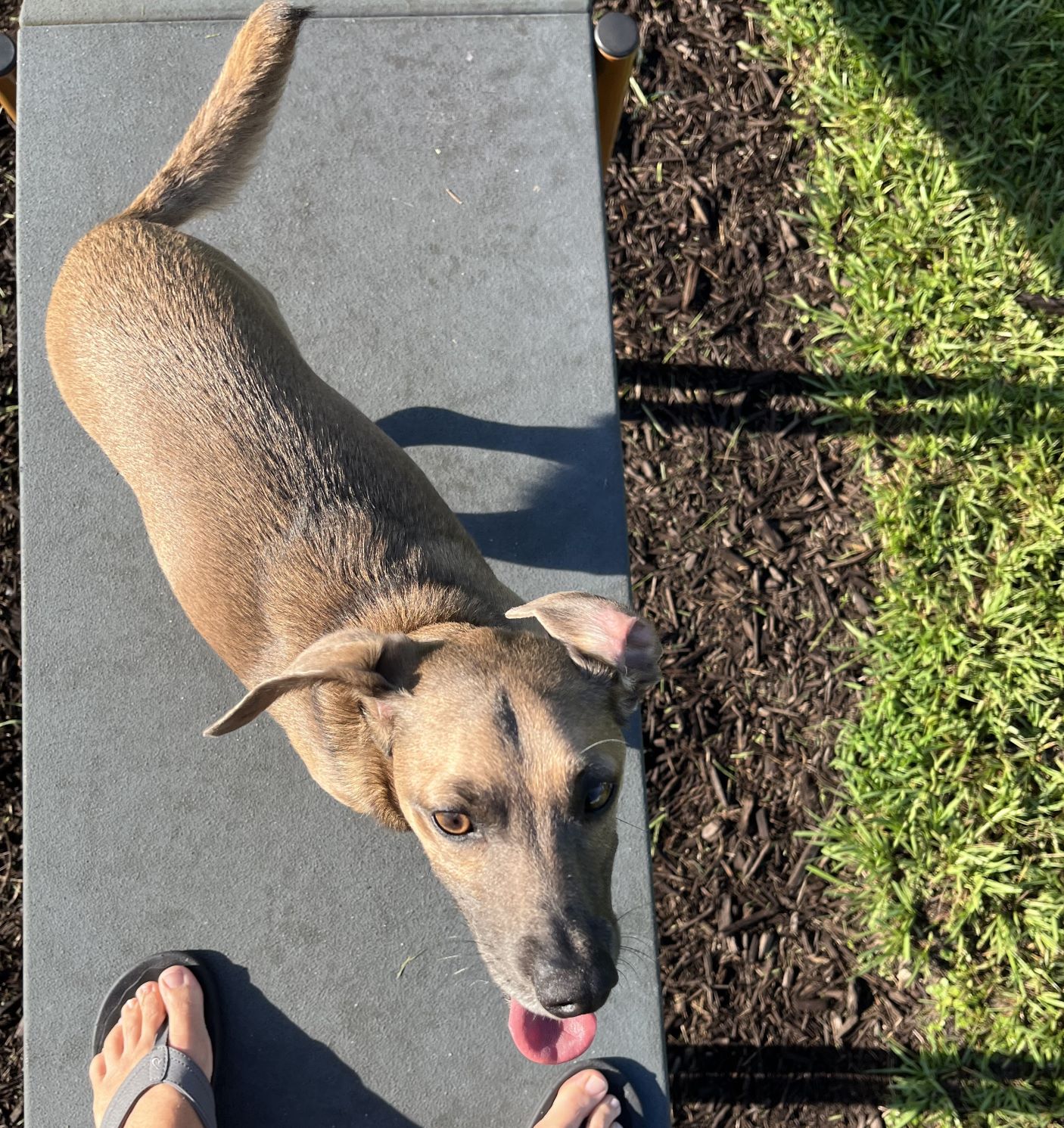 Dog Friendly Realtor PBC #3, original article photo 2