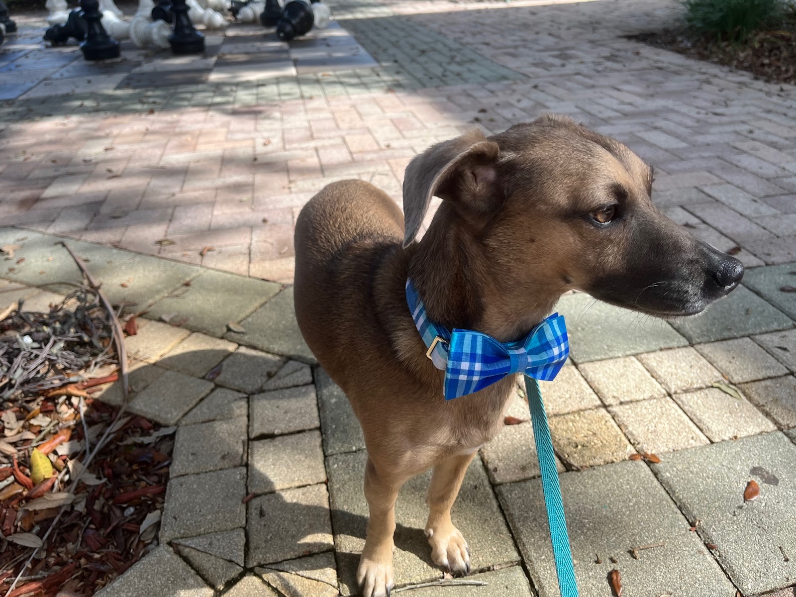 Dog Friendly Realtor PBC #5, original article photo 1