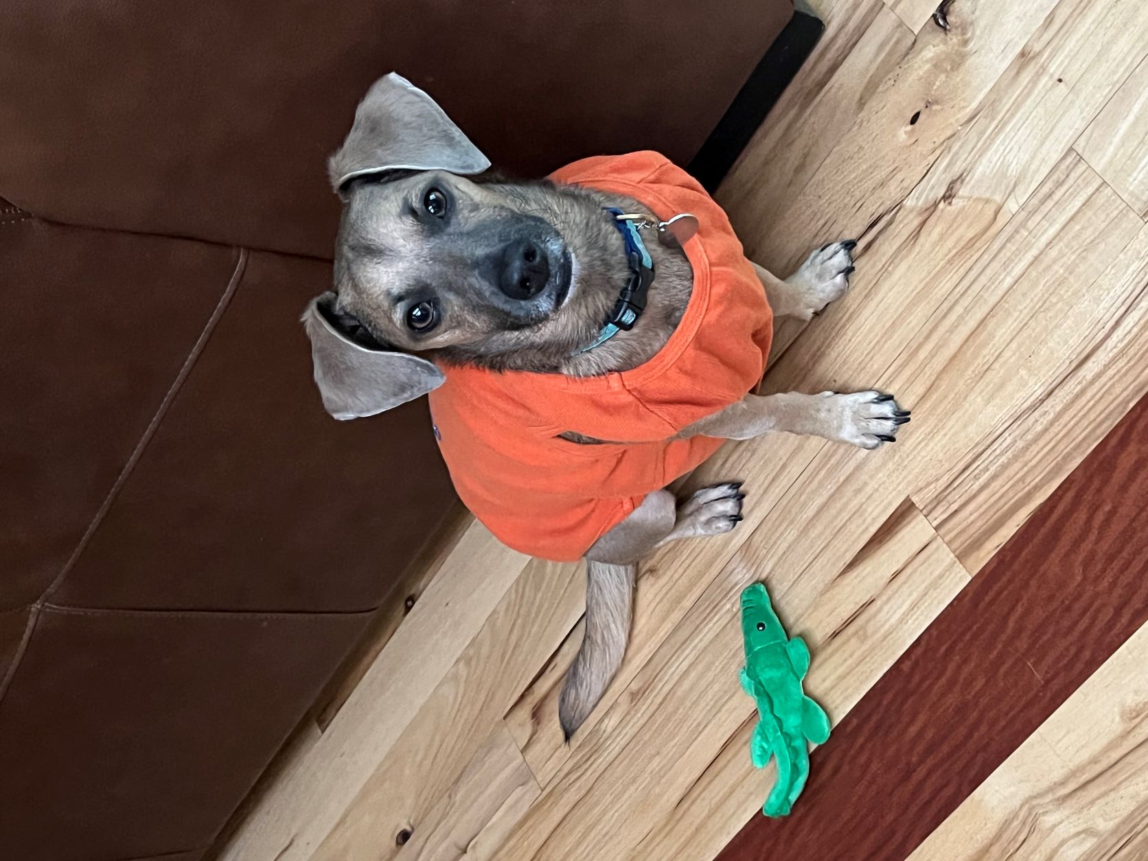 Dog Friendly Realtor PBC #4, original article photo 1