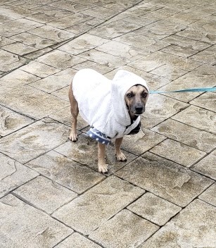 Dog Friendly Realtor PBC #6, original article photograph