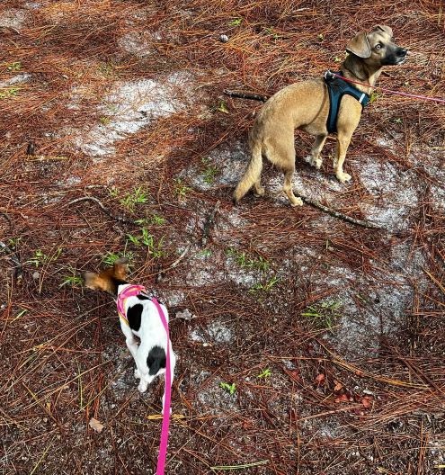 Dog Friendly Realtor PBC #9, original article photograph