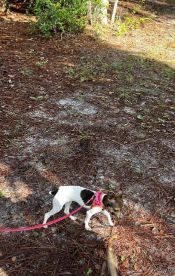 Dog Friendly Realtor PBC #9, original article photo 2