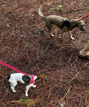 Dog Friendly Realtor PBC #9, original article photo 3